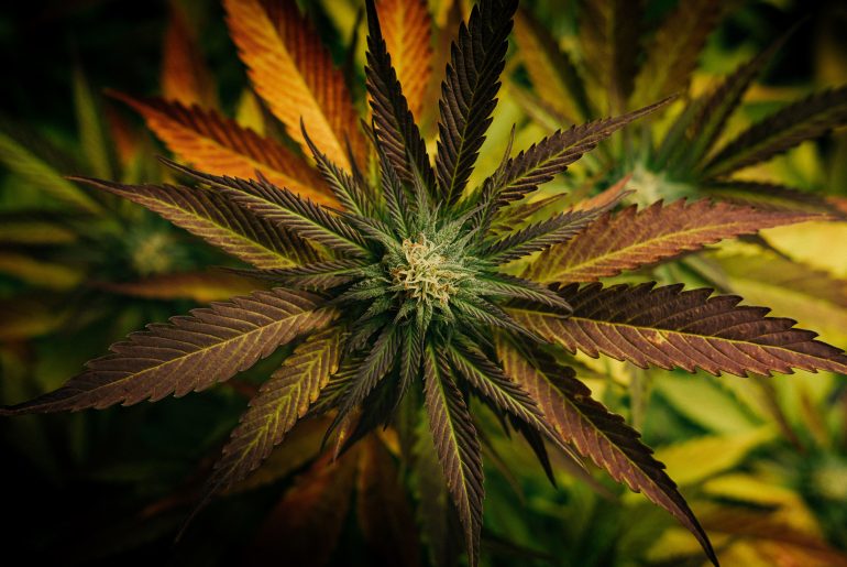 Legalisation of cannabis set to intensify debate on link between cannabis and mental health