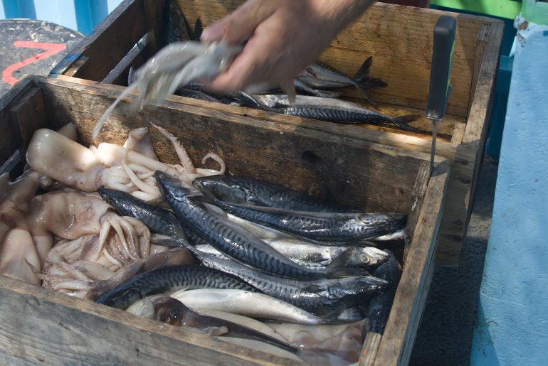 In an era of hunger and overfishing, tuna farming is highly unsustainable
