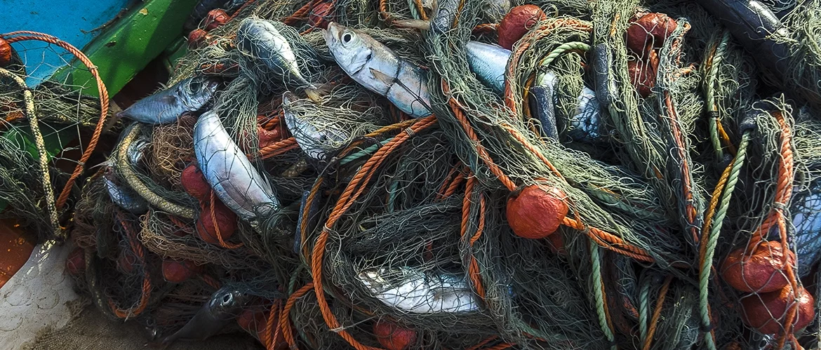 ‘The rate of change is very fast and confusing’ – marine biologist on ecological impact of warming seas trammel net fishing Mediterranean
