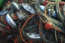 trammel net fishing Mediterranean