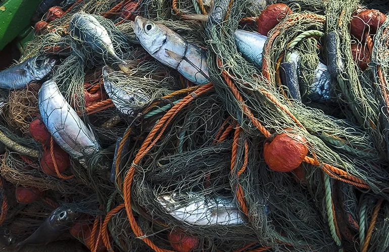 ‘The rate of change is very fast and confusing’ – marine biologist on ecological impact of warming seas trammel net fishing Mediterranean