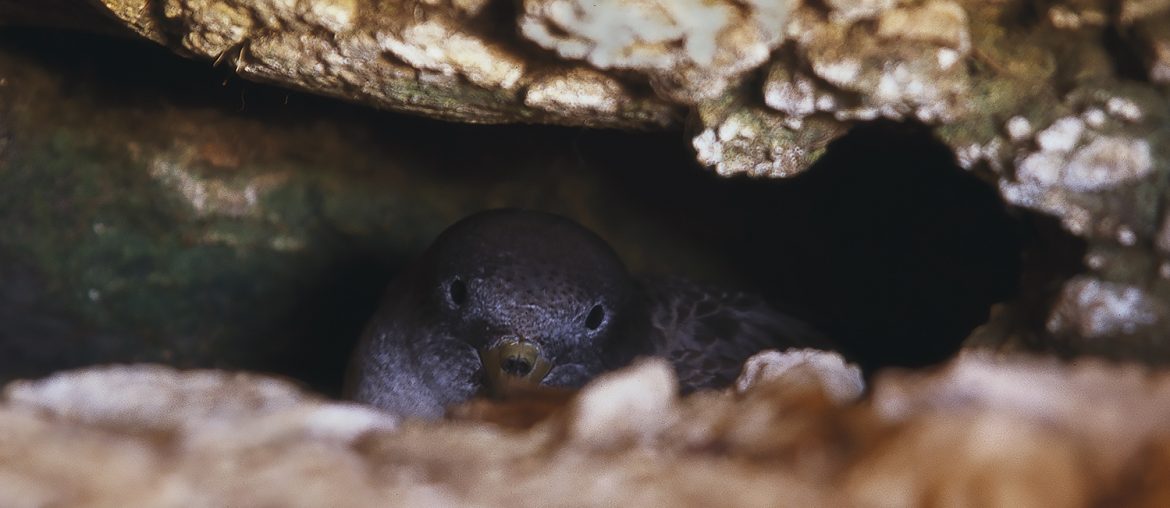 Does anyone care that Malta’s wonderful shearwaters are heading towards extinction?