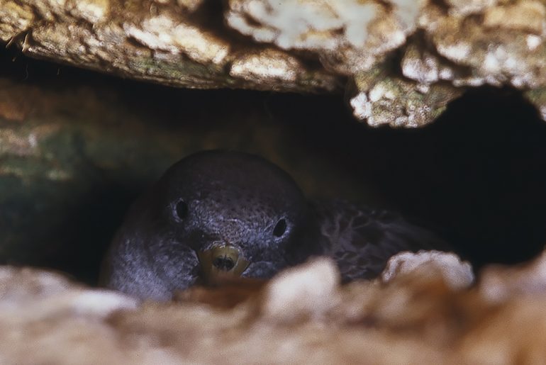 Does anyone care that Malta’s wonderful shearwaters are heading towards extinction?