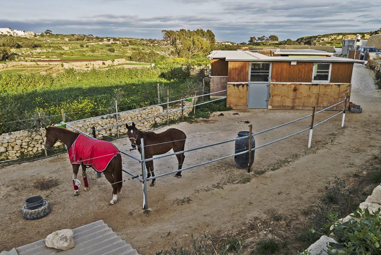 67 horse stables have sprouted in Gozo’s countryside in the past 8 years