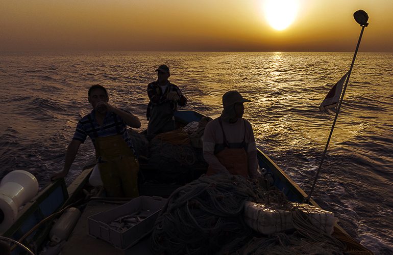 Swordfish scarcity in the central Mediterranean intensifies amid uncertainty surrounding recovery plan