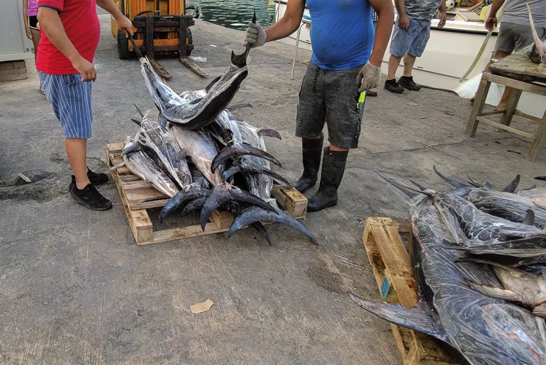 New threat for Mediterranean swordfish as new trap makes fishing more effective and aggressive