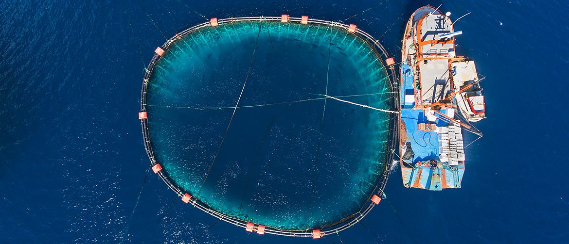 Stalled court proceedings contribute to impunity in lucrative Mediterranean tuna fishery