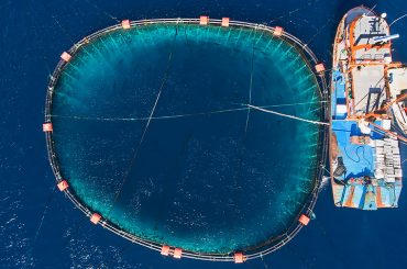Stalled court proceedings contribute to impunity in lucrative Mediterranean tuna fishery