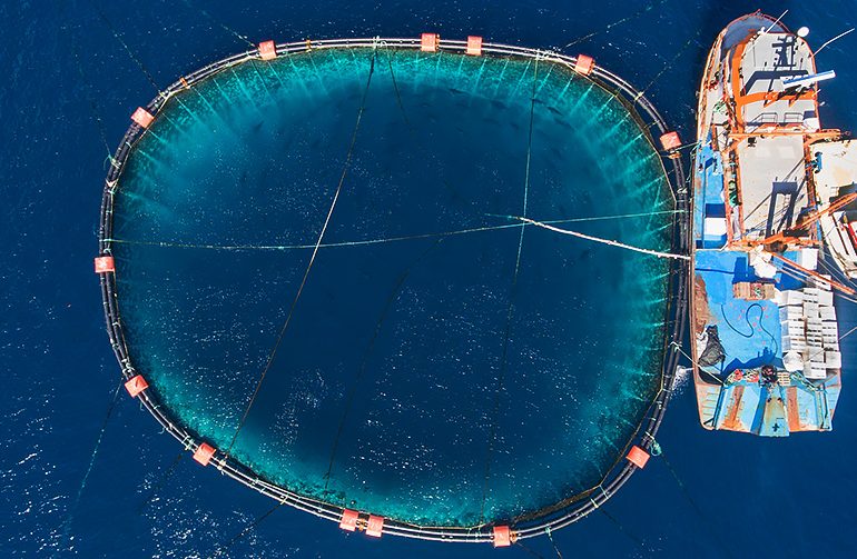 Stalled court proceedings contribute to impunity in lucrative Mediterranean tuna fishery