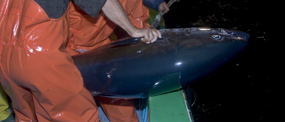 Malta’s government continues its support of unsustainable tuna fattening industry that has distorted fisheries