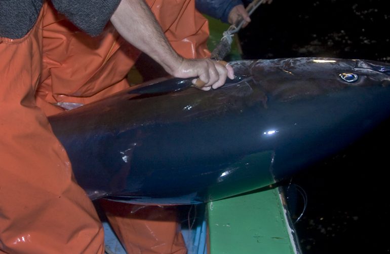 Malta’s government continues its support of unsustainable tuna fattening industry that has distorted fisheries