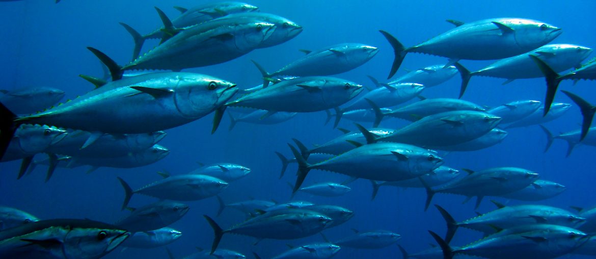 Investigations into tuna smuggling centred on Malta stall as EU Commission escalates legal action