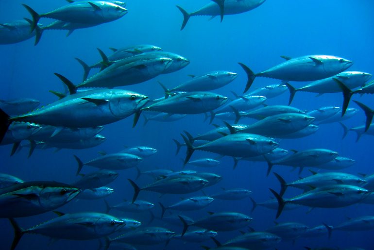 Investigations into tuna smuggling centred on Malta stall as EU Commission escalates legal action