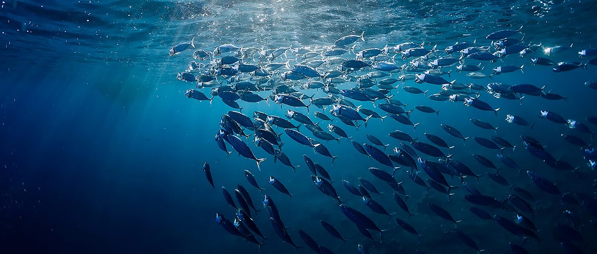 Diver speaks of dead tuna discarded to avoid reduction in quota for valuable live tuna