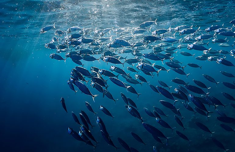 Diver speaks of dead tuna discarded to avoid reduction in quota for valuable live tuna